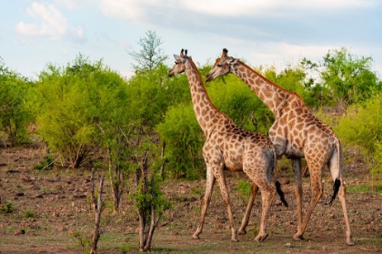 Picture of A MALE AND A FEMALE SOUTHERN GIRAFFE WALKING TOGETHER THROUGH A SHRUBBY LANDSCAPE BOTSWANA