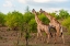 Picture of A MALE AND A FEMALE SOUTHERN GIRAFFE WALKING TOGETHER THROUGH A SHRUBBY LANDSCAPE BOTSWANA