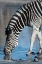 Picture of A BURCHELLS ZEBRA-DRINKING AT A WATERHOLE OKAVANGO DELTA-BOTSWANA