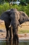 Picture of AFRICAN ELEPHANT DRINKING IN OKAVANGO DELTA BOTSWANA