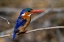 Picture of A MALACHITE KINGFISHER-ALCEDO CRISTATA MOREMI GAME RESERVE-OKAVANGO DELTA-BOTSWANA