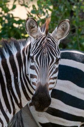 Picture of PORTRAIT OF A PLAINS OR COMMON ZEBRA-EQUUS QUAGGA SAMBURU GAME RESERVE-KENYA