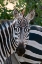 Picture of PORTRAIT OF A PLAINS OR COMMON ZEBRA-EQUUS QUAGGA SAMBURU GAME RESERVE-KENYA