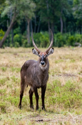 Picture of PORTRAIT OF A WATERBUCK-KOBUS ELLIPSIPRYMNUS MASAI MARA NATIONAL RESERVE-KENYA