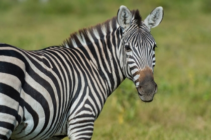 Picture of A CLOSE-UP OF A COMMON ZEBRA AT AMBOSELI NATIONAL PARK-KENYA-AFRICA