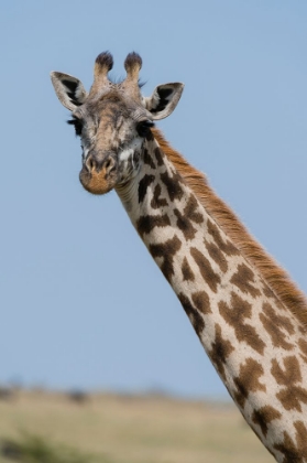 Picture of A FEMALE MASAI GIRAFFE IN MASAI MARA NATIONAL RESERVE-KENYA-AFRICA