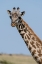 Picture of A FEMALE MASAI GIRAFFE IN MASAI MARA NATIONAL RESERVE-KENYA-AFRICA