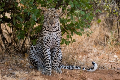 Picture of A LEOPARD RESTING IN THE SHADE-SAMBURU NATIONAL RESERVE-KENYA KENYA