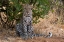 Picture of A LEOPARD RESTING IN THE SHADE-SAMBURU NATIONAL RESERVE-KENYA KENYA