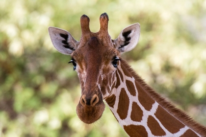 Picture of RETICULATED GIRAFFE LOOKING AT THE CAMERA-KALAMA CONSERVANCY-SAMBURU-KENYA