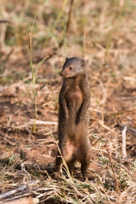 Picture of A DWARF MONGOOSE-HELOGALE PARVULA-SURVEYING THE LANDSCAPE-SAMBURU-KENYA KENYA