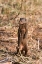 Picture of A DWARF MONGOOSE-HELOGALE PARVULA-SURVEYING THE LANDSCAPE-SAMBURU-KENYA KENYA