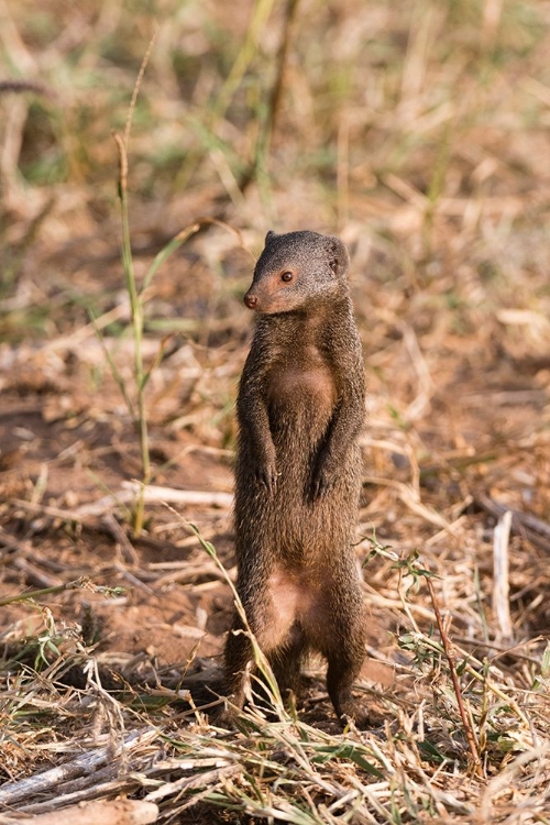 Picture of A DWARF MONGOOSE-HELOGALE PARVULA-SURVEYING THE LANDSCAPE-SAMBURU-KENYA KENYA