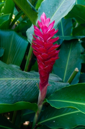 Picture of CLOSE-UP OF A RED GINGER FLOWER SEYCHELLES