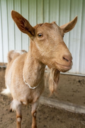 Picture of ISSAQUAH-WASHINGTON STATE PORTRAIT OF A FEMALE GOLDEN GUERNSEY NEXT TO A WHITE METAL BARN (PR)