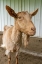 Picture of ISSAQUAH-WASHINGTON STATE PORTRAIT OF A FEMALE GOLDEN GUERNSEY NEXT TO A WHITE METAL BARN (PR)