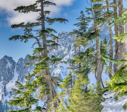 Picture of USA-WA-ALPINE LAKES WILDERNESS ALPINE FIR TREES WITH CENTRAL CASCADE RANGE IN BACKGROUND