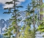 Picture of USA-WA-ALPINE LAKES WILDERNESS ALPINE FIR TREES WITH CENTRAL CASCADE RANGE IN BACKGROUND