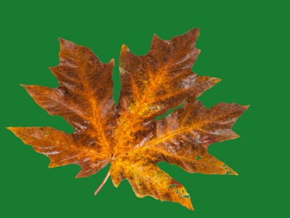 Picture of USA-WASHINGTON STATE BIG LEAF MAPLE LEAF ON DARK GREEN STILL-LIFE