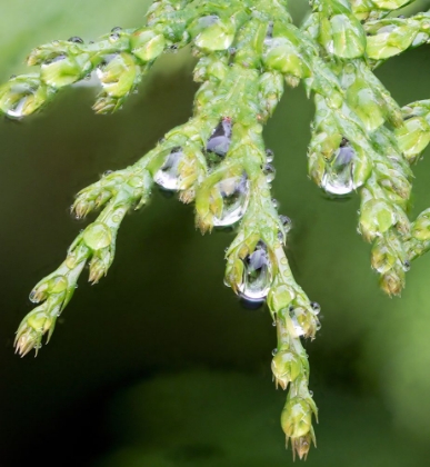 Picture of USA-WASHINGTON STATE RAINDROPS ON CEDAR