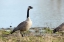 Picture of CANADA GOOSE HONKING BEFORE TAKING FLIGHT