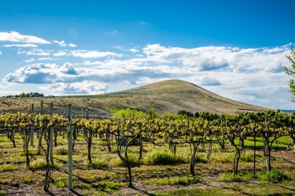 Picture of USA-WA-YAKIMA VALLEY SPRING LIGHT AT KITZKE CELLARS VINEYARD