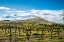 Picture of USA-WA-YAKIMA VALLEY SPRING LIGHT AT KITZKE CELLARS VINEYARD