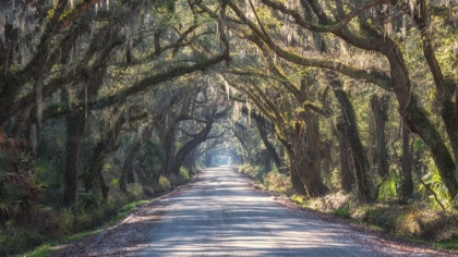 Picture of TREE TUNNEL I