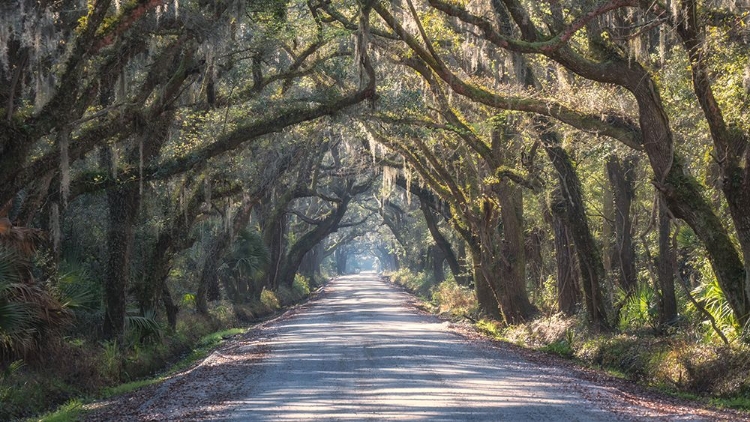 Picture of TREE TUNNEL I