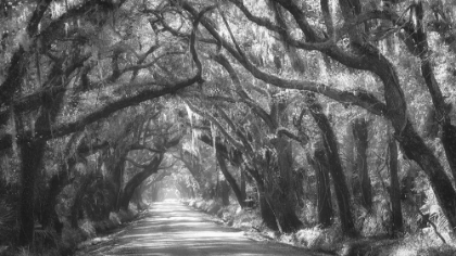 Picture of TREE TUNNEL II