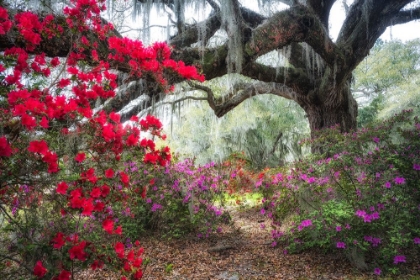 Picture of UNDER THE OAKS I