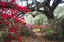 Picture of UNDER THE OAKS I