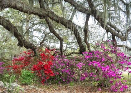 Picture of UNDER THE OAKS II