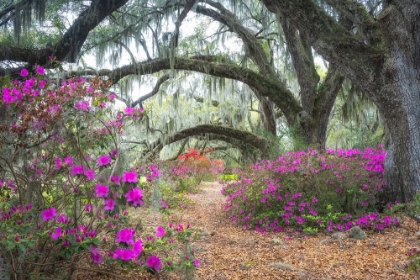 Picture of UNDER THE OAKS III