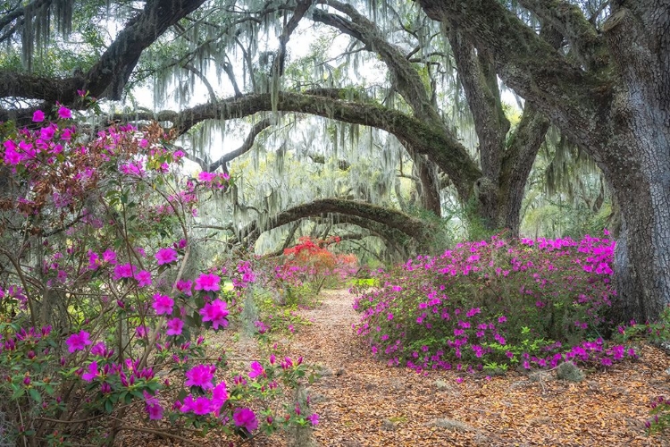 Picture of UNDER THE OAKS III
