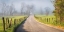 Picture of FOG ON HYATT LANE