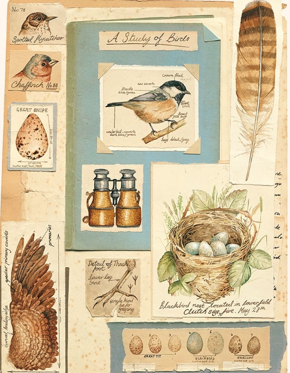 Picture of BIRD COLLAGE