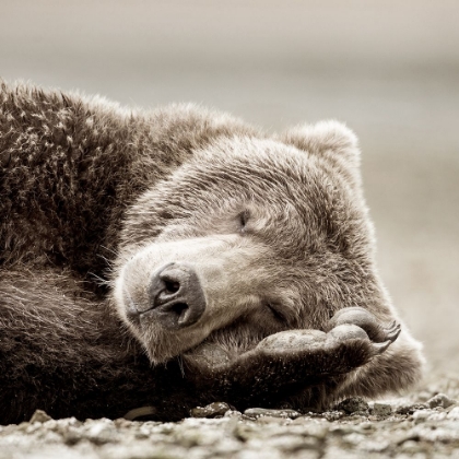 Picture of SLEEPING BEAR