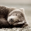 Picture of SLEEPING BEAR