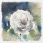 Picture of WHITE WASHED ROSE