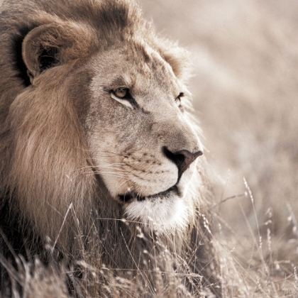 Picture of LEO