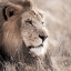 Picture of LEO
