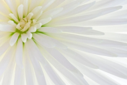 Picture of WHITE CHRYSANTHEMUM I