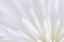Picture of WHITE CHRYSANTHEMUM II