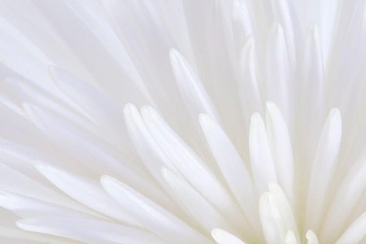 Picture of WHITE CHRYSANTHEMUM II