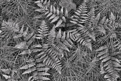 Picture of BRACKEN FERNS AND HORSETAIL