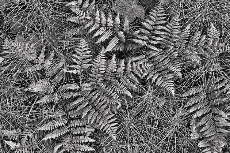 Picture of BRACKEN FERNS AND HORSETAIL