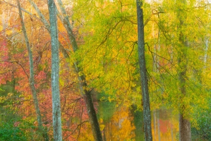 Picture of AUTUMN IN TENNESSEE II