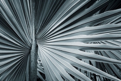 Picture of FAN PALM II