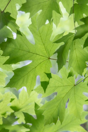 Picture of SUMMER MAPLE LEAVES I
